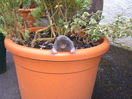 Mole in a Plant Pot